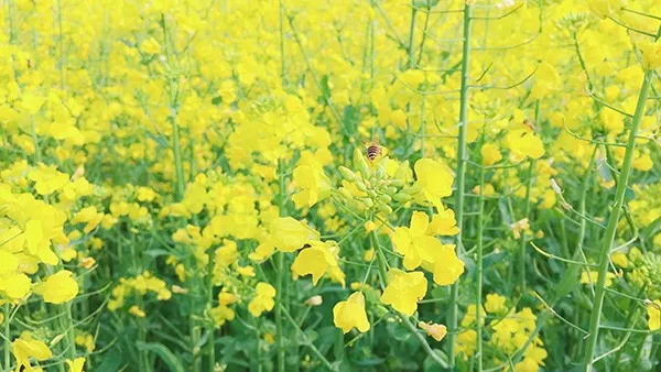 内江市现代农事综合服务中心全链社会化服务护航春耕生产