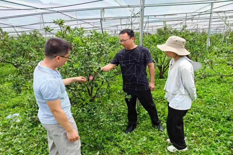广西热作所农产品质量安全产业科技先锋队赴柳州市融安县开展科技服务