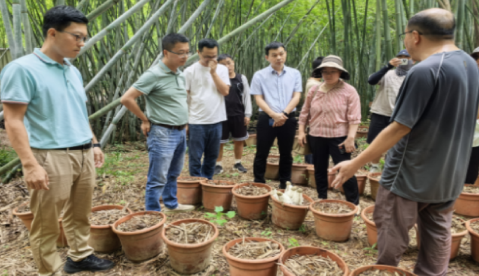 科技撑起“致富伞”，帮扶助力菌菇飘香—广东省农科院全链支撑翁源县龙仙镇中心村食用菌产业振兴