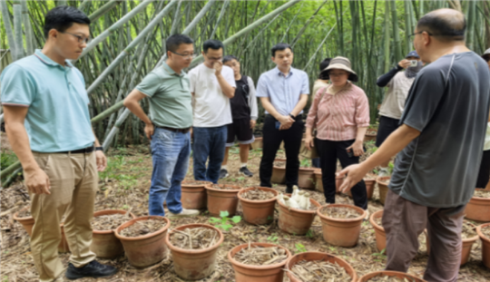 科技撑起“致富伞”，帮扶助力菌菇飘香—广东省农科院全链支撑翁源县龙仙镇中心村食用菌产业振兴