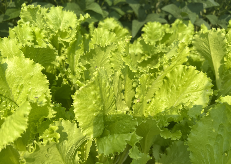 北京露地生菜全程机械化智能化生产模式与典型案例入选全国第五批特色经济作物适宜品种全程机械化生产模式与典型案例